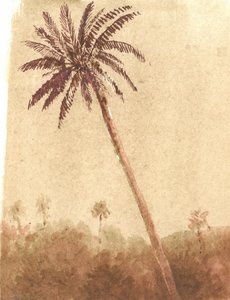 Palmboom, 2015